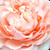 Roz - Trandafir pentru straturi Floribunda - Louise De Marillac